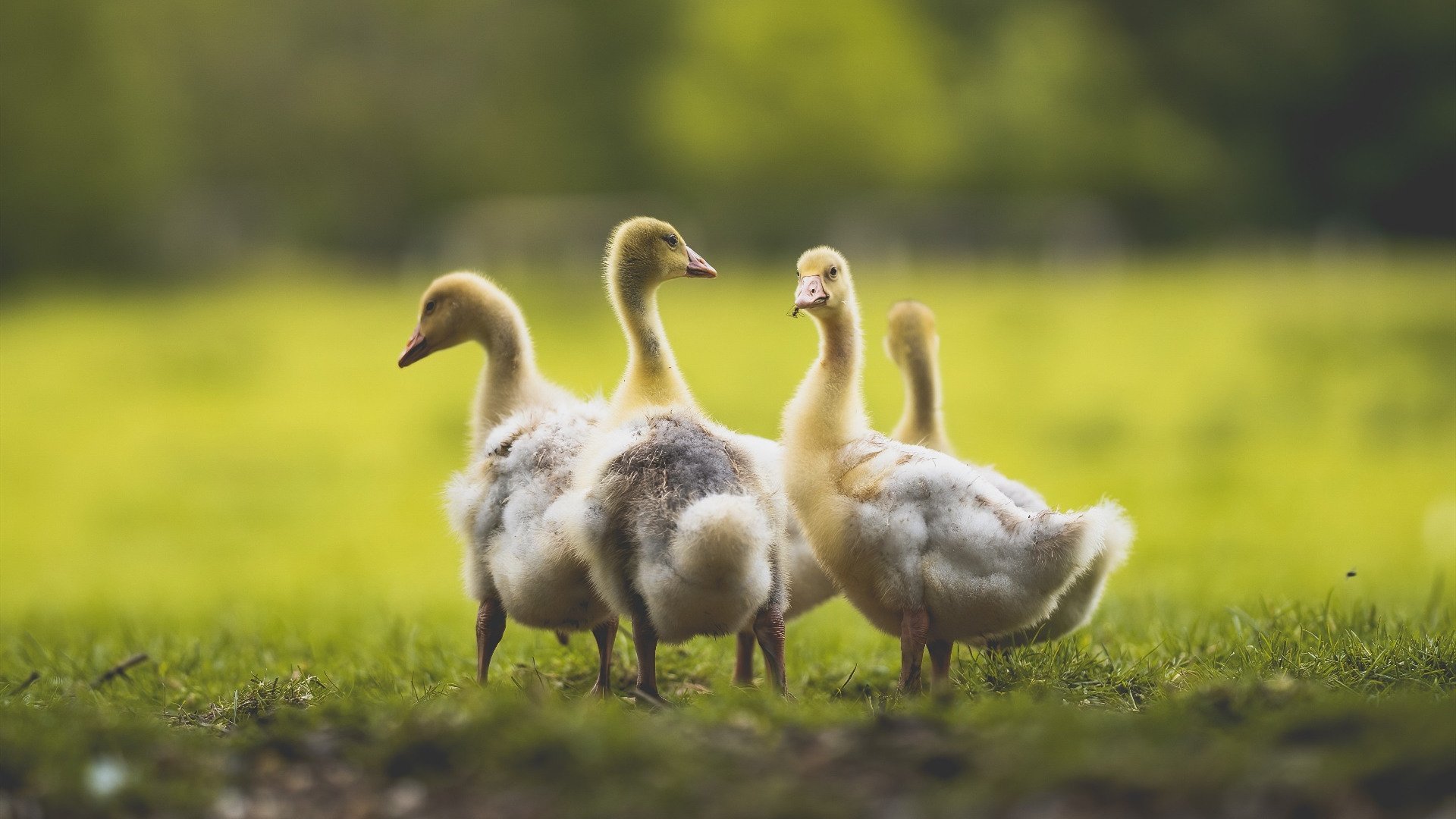 世界杯疯狂表现:运动员的极限挑战