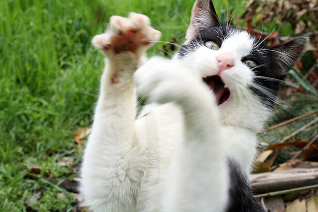 土耳其后卫轰下三双,媒体赞其为国家英雄,土耳其队前锋