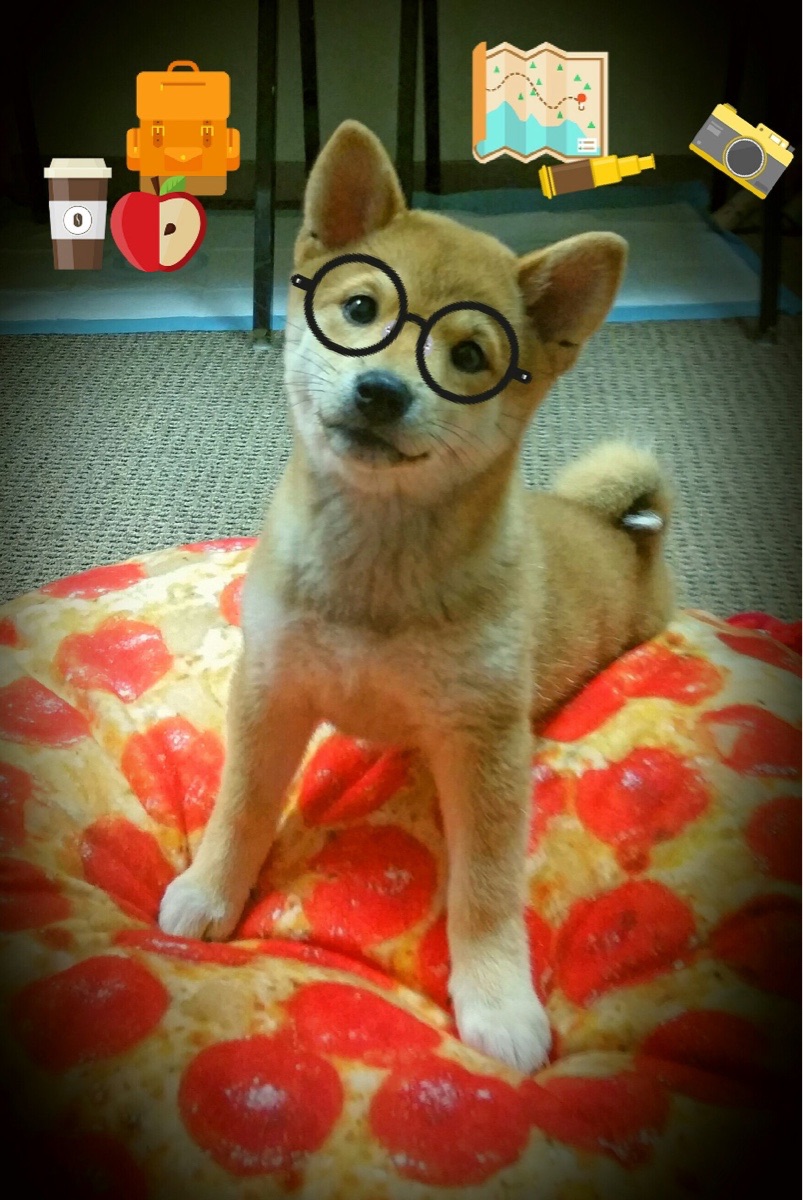 庞蒂冲线时刻引爆全场欢呼,庞蒂克所有车型报价