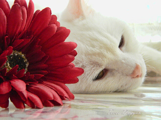 德国选手施瓦茨挑战极限距离,施瓦茨fao