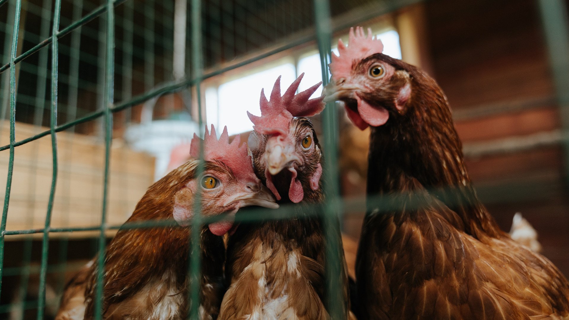 拜仁官方祝贺球星完成百场里程碑,拜仁冠军