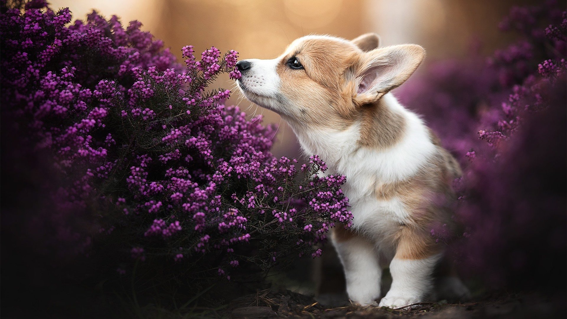 普里戈达比赛中上演冷静之战,普里戈金